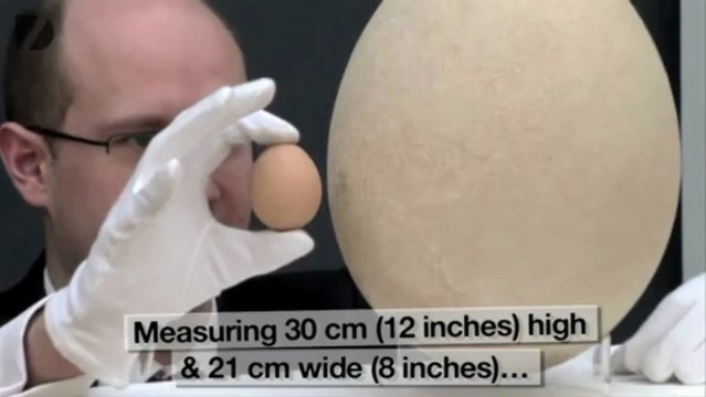Le plus gros oeuf du monde