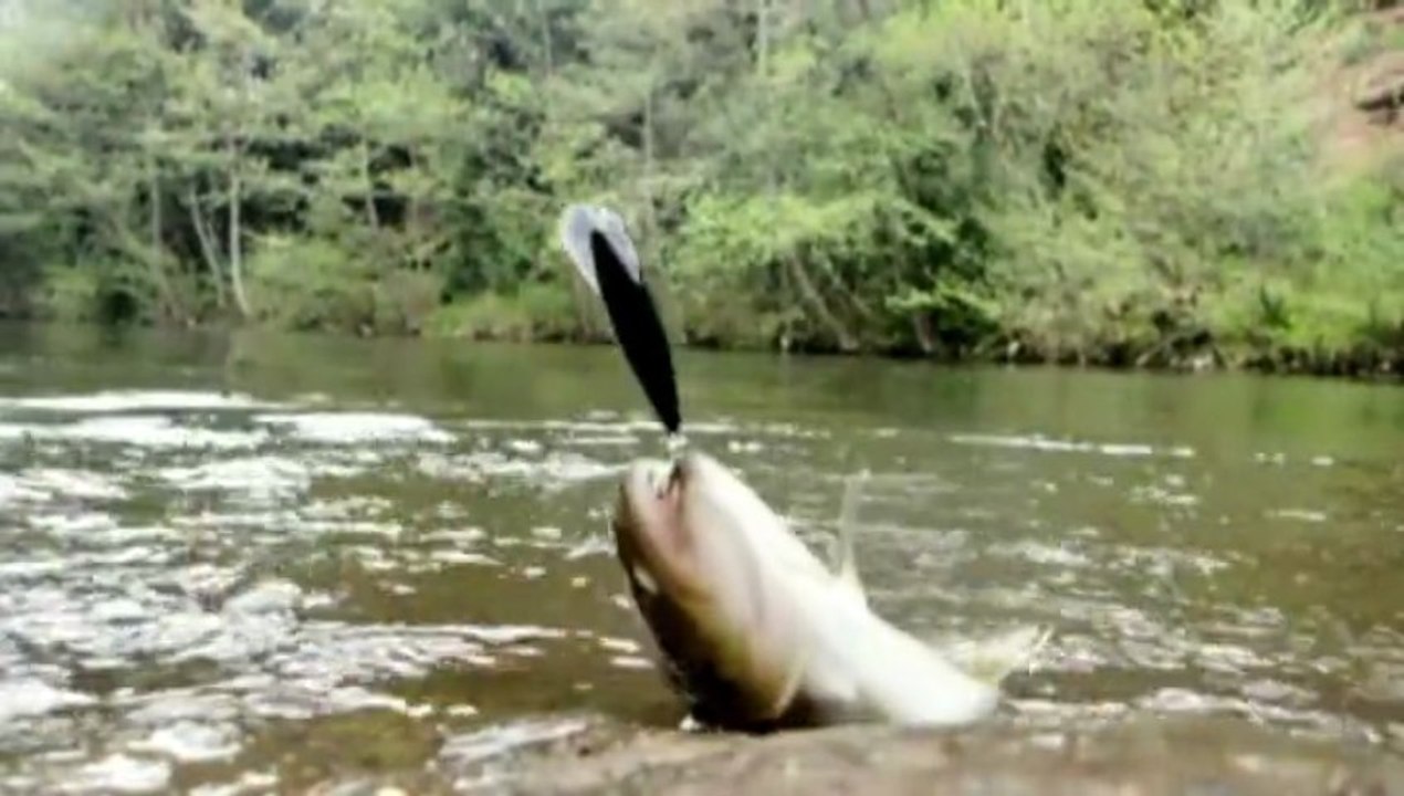 pêche du 19 avril en video