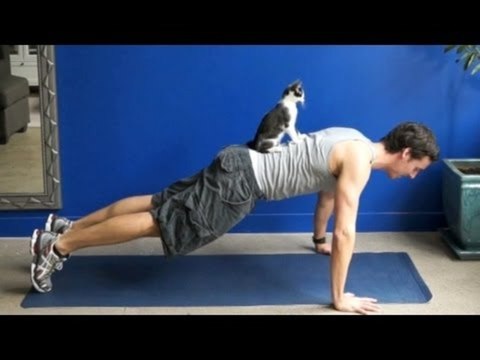 Faire sa musculation avec ses chats