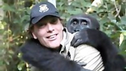 A Man's Reunion With A Gorilla