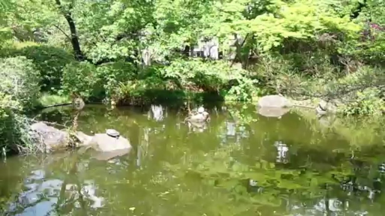 かめ、カメ、亀