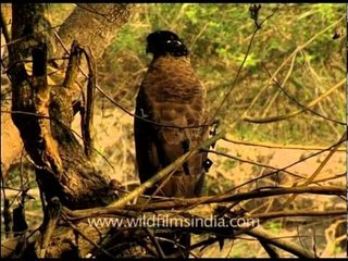 The Crested Serpent Eagle (Spilornis cheela)