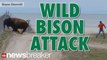 Man Survives 1500 lb. Bison Attack | NewsBreaker | OraTv