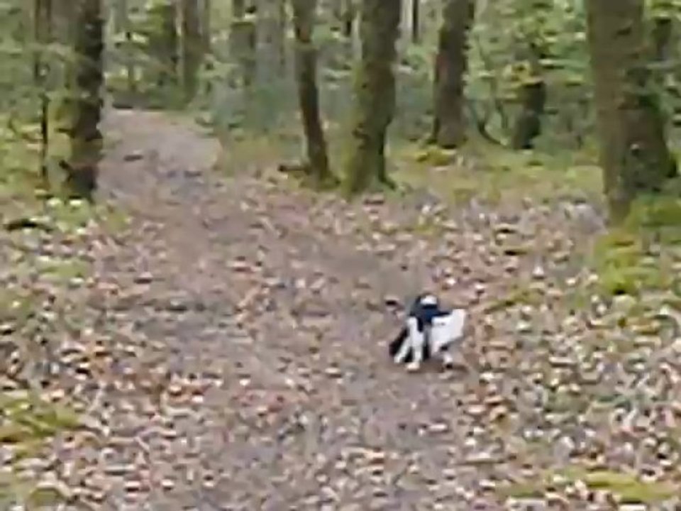 Le coucou dans la forêt