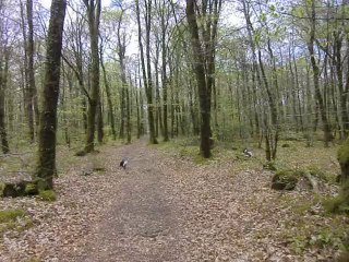 Les chiens en forêt avec le coucou