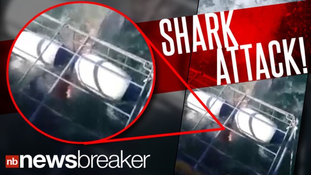 Great White Fright: Shark Tears Through Cage | NewsBreaker | OraTV