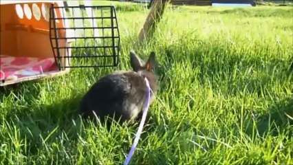 lapin nain première sortie