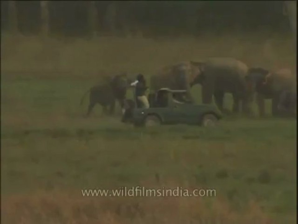 Uttaranchal-Corbett-elephants-DVD-211-2