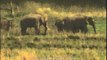 Herd of elephants grazing at Corbett National Park
