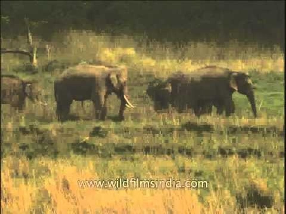 Herd of elephants grazing at Corbett National Park