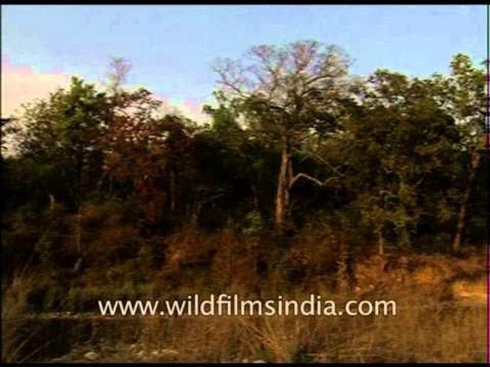 Wide range of trees at the  Corbett National Park