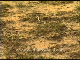A snake slithering on the ground in Corbett National Park