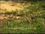 A snake slithering on the ground in Corbett National Park, Uttaranchal