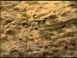 A snake slithering in Corbett National Park in Uttaranchal