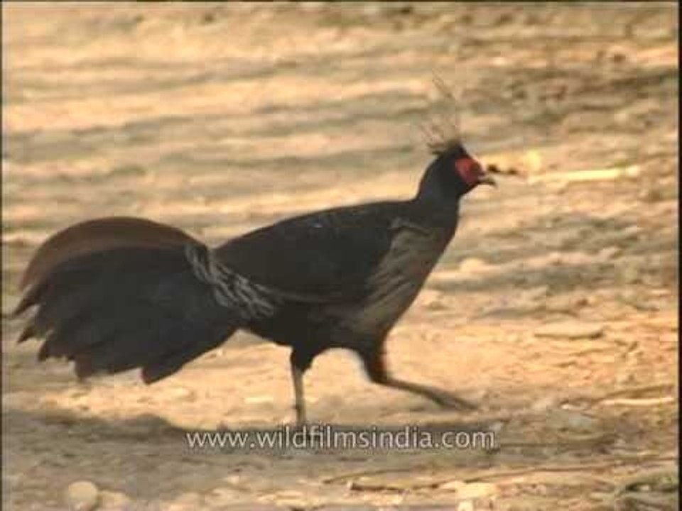Kalij Pheasant in the Shivaliks