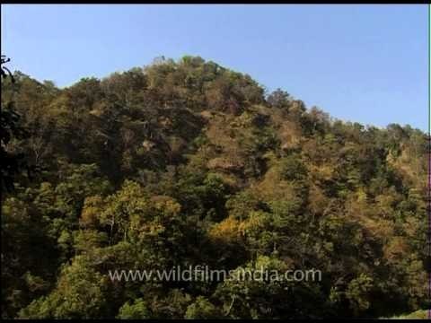 Ramganga river, Jim Corbett National Park