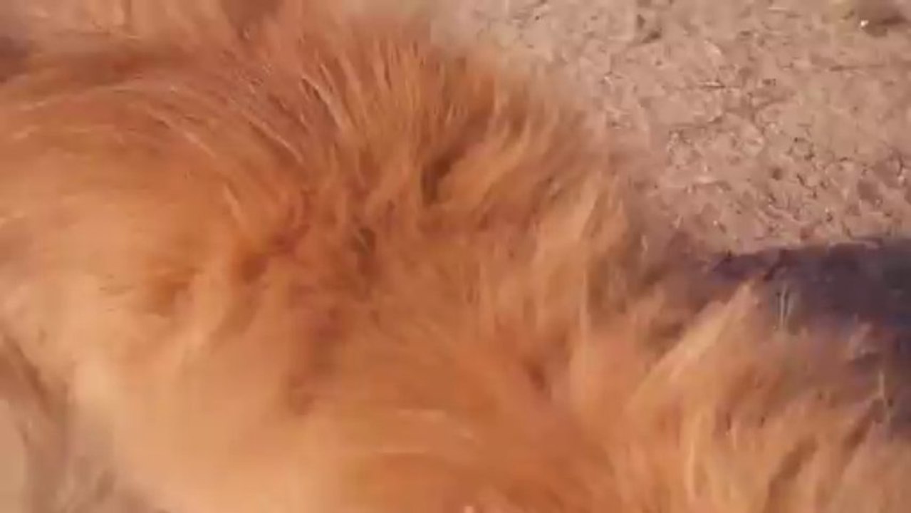 ZEUS