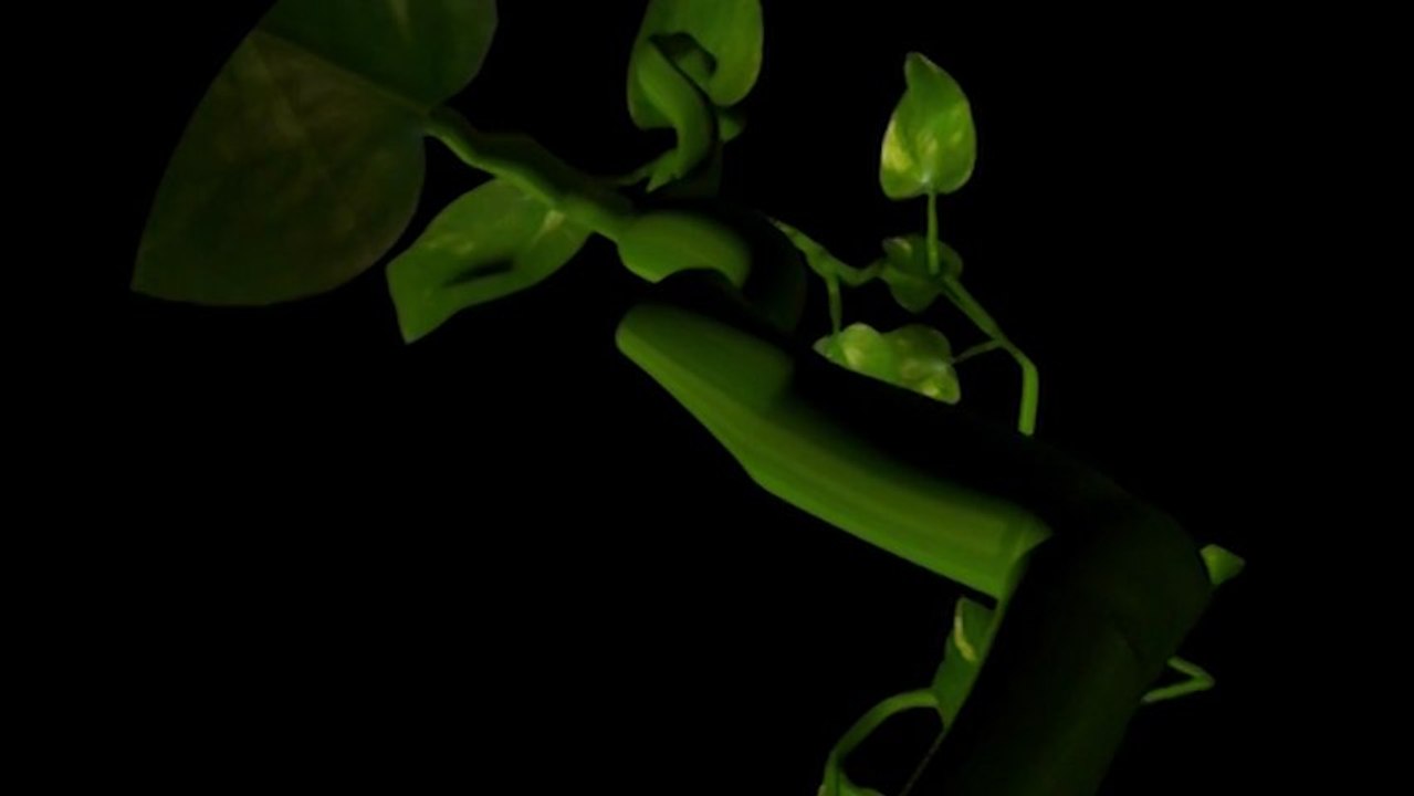 Diapason 73 projet Arborescence presentation avec plan 3d