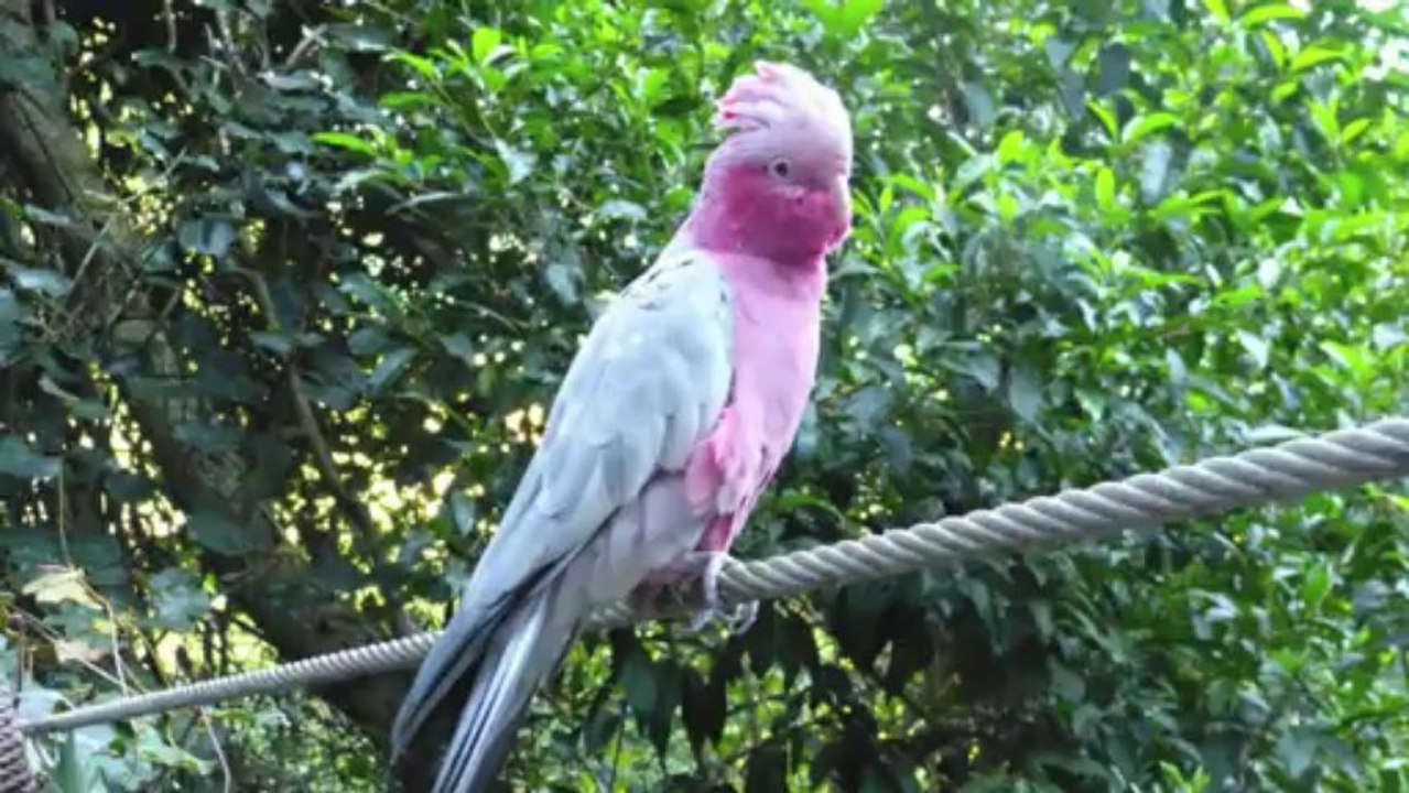 Diaporama Afrique du Sud - Route des Vins - Mars 2013