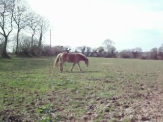 haflinger Pivoine de la lande