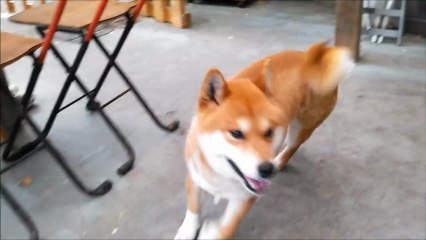 いつもより多く…(･･?