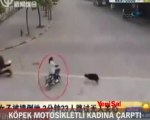 Köpek motosikletli kadına çarptı