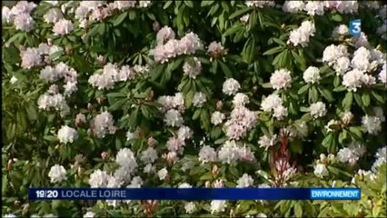 France 3 Loire - 24 avril 2013