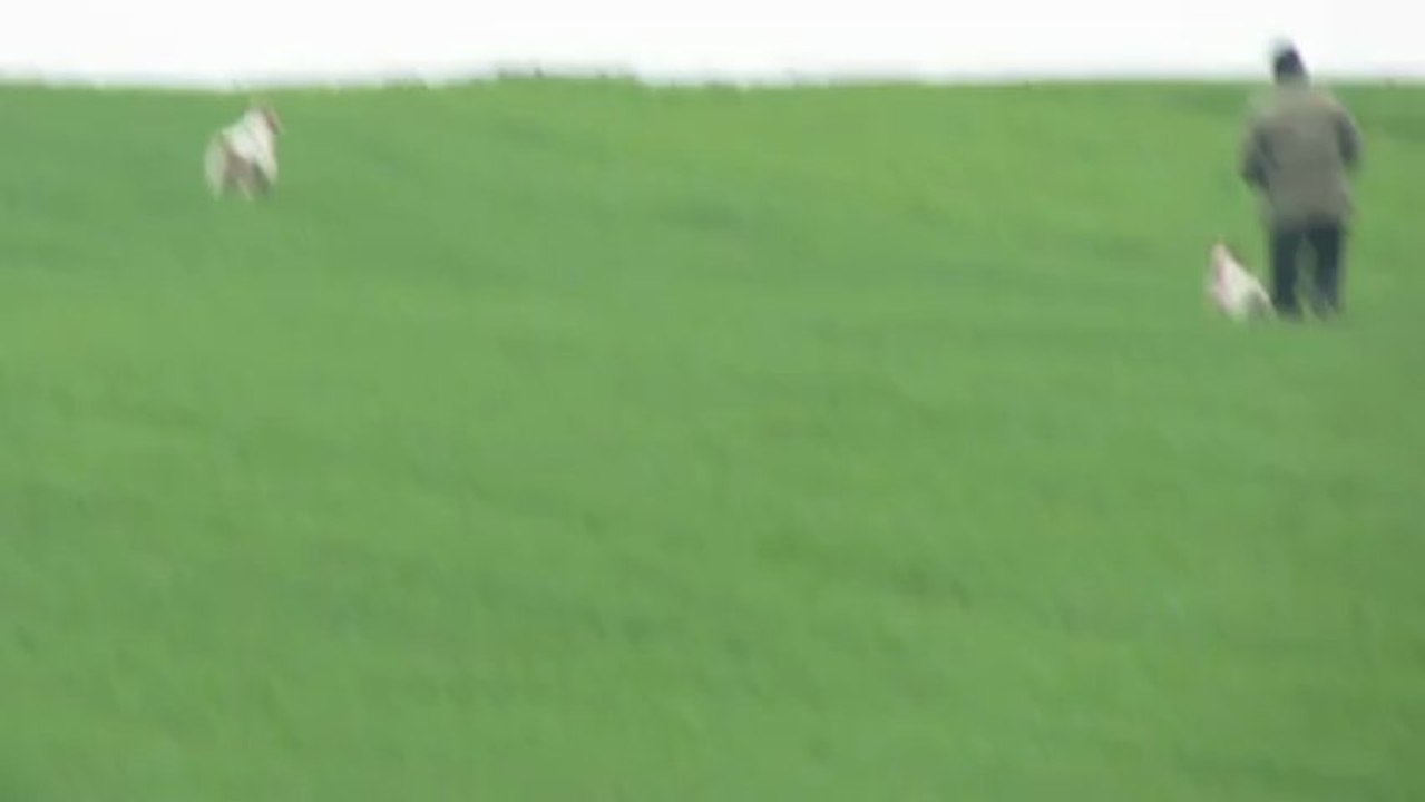 pointer