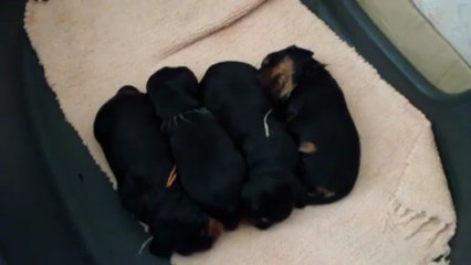 2013 04 24 - Chiots dorment