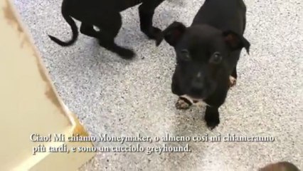 Contro le corse dei Cani