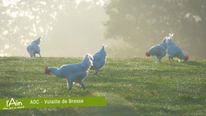 L'Ain, une gastronomie de qualité !