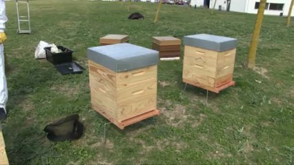 Norauto installe 4 ruches sur son siège social