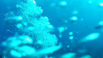 Plongée Rangiroa passe Tiputa avec Dauphin