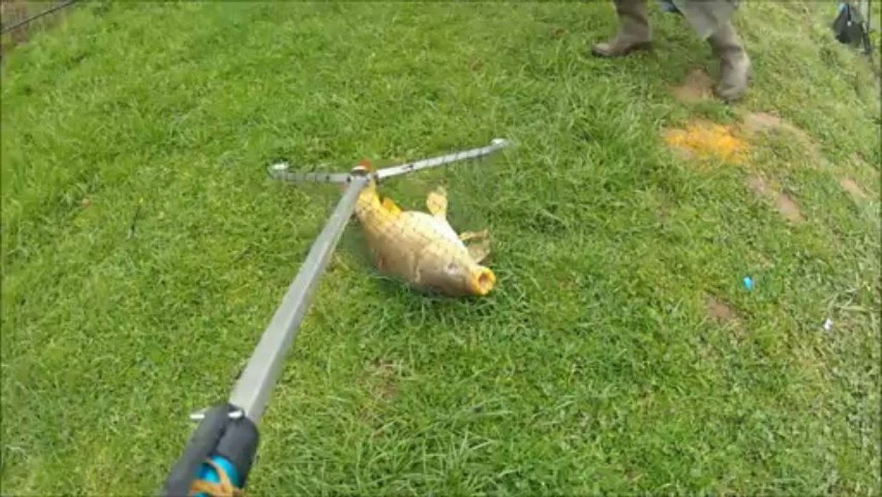 Pêche à l'anglaise /  Carpes