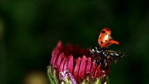 Lambo Doors on Ladybug slow motion take off