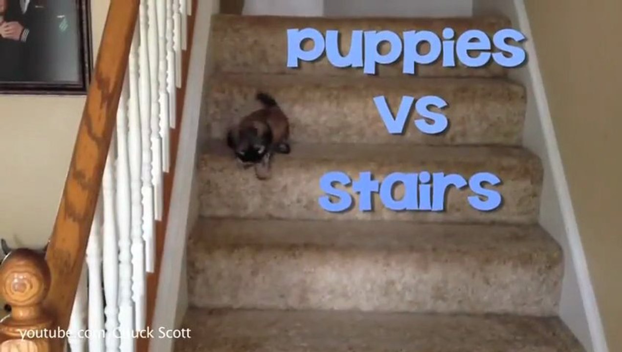Les chiots ont un soucis avec les escaliers