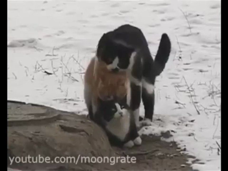 Cat Sandwich __ Бутерброд из кошек