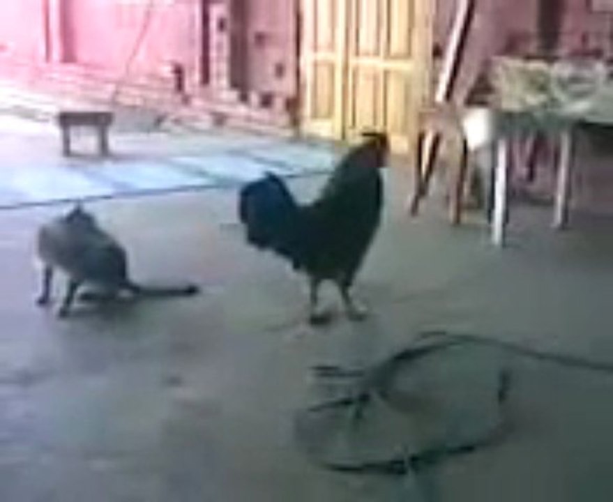 rooster fuck cat