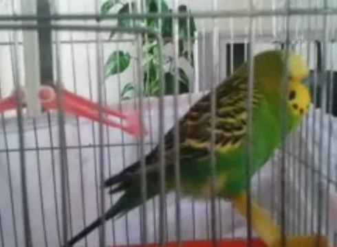 muhabbet kuşu ihlas okuyor