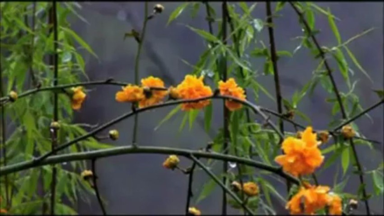 Erkan Oğur & İsmail H.Demircioğlu Ben Seni Sevduğumi Dünyalara Bildurdum