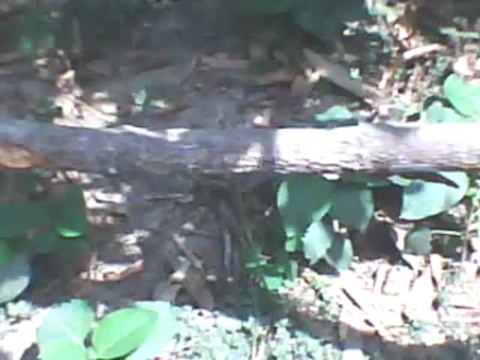 wAtCh P2P Free TV BORUSSIA DORTMUND VS REAL MADRID LiVe SOCCER Streaming Sopcast Online Coverage Feed HD TV