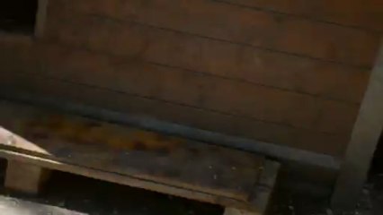 bébés Bouledogue americain chez Curtis & Co