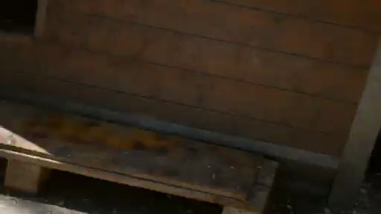 bébés Bouledogue americain chez Curtis & Co