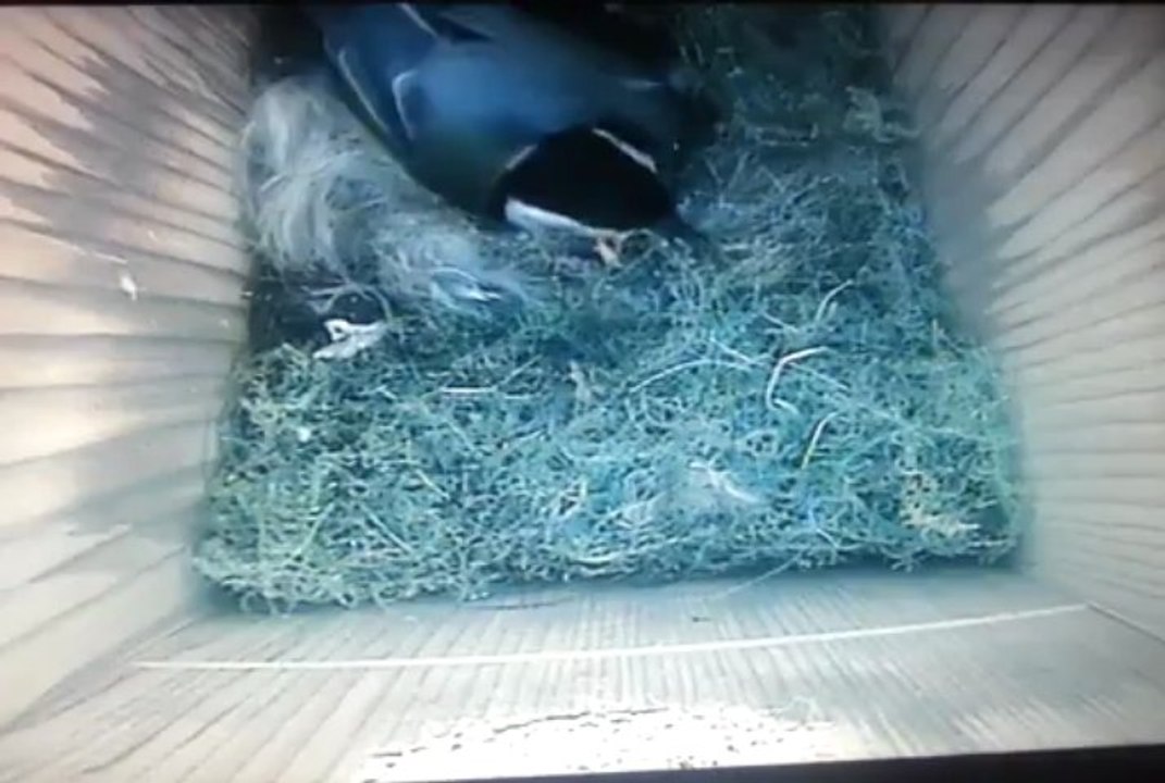 mésanges de vitry le francois