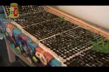 Palermo - Coltivava canapa in casa, il video dell'operazione (24.04.13)