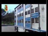 Polizia stradale - Controllo trasporto animali vivi in Emilia Romagna e Toscana (19.04.13)