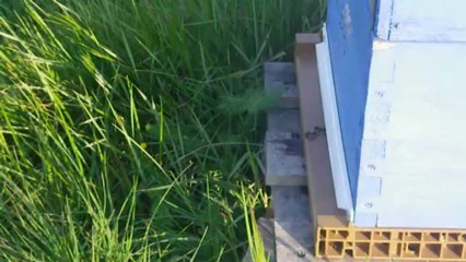 abeilles désorientées chutes en série au décollage 23 mars 2013.AVI