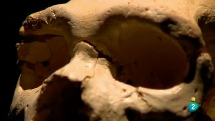 Origenes violentos: El cerebro de Cain