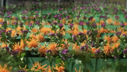 L'Ecume des jours - Trailer