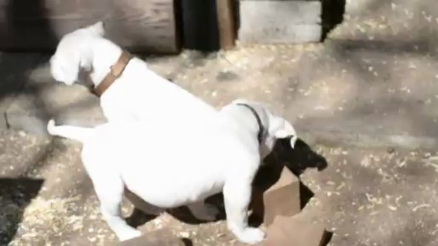 bébés Bull'am chez Curtis & Co